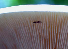 here you can see the close to crowded white gills Melanoleuca alboflavida.